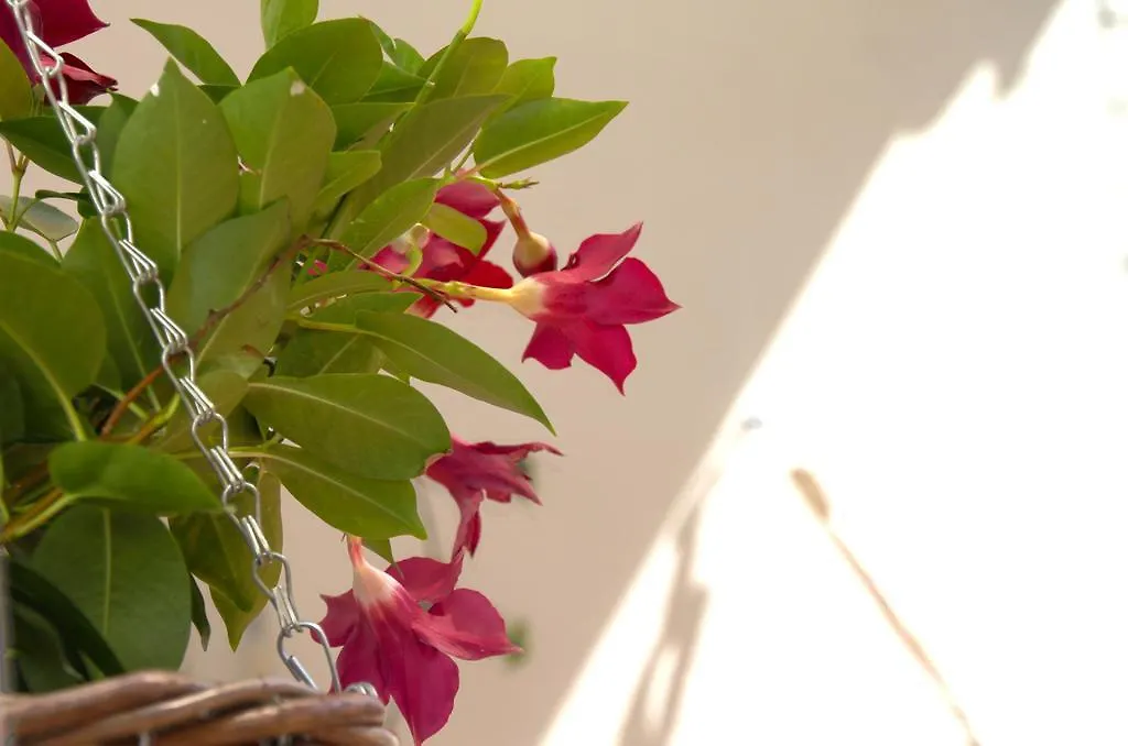 Casa Tortilla Sant Antoni Apartment Barcelona